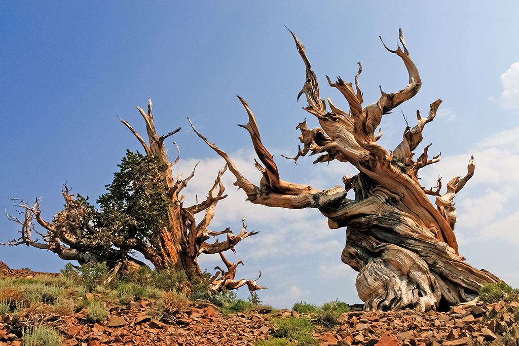 07-10 - 14.JPG - Ancient Bristecone Pine National Monument, CA